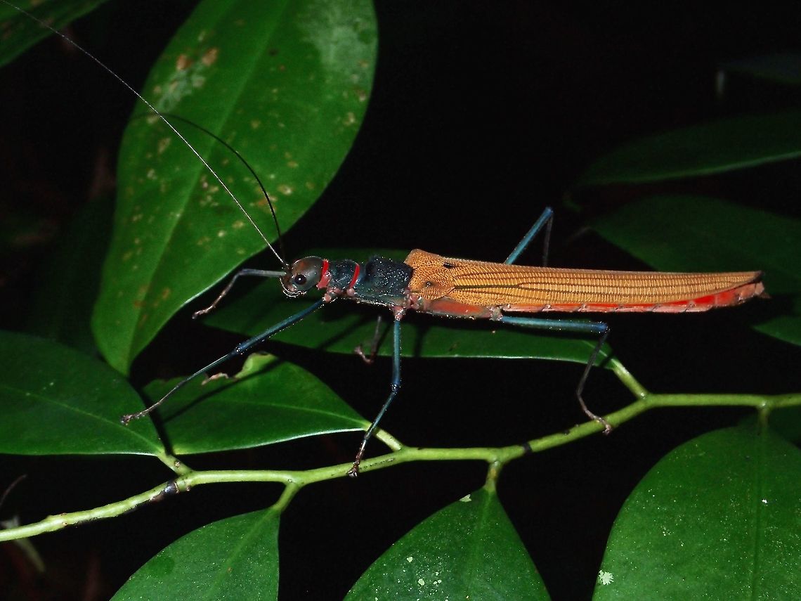 Stick Insect, Phasmid - Calvisia (Nigracalvisia) flavopennis This is a very colourful Phasmid - Calvisia flavopennis, not a big species, just around 6cm.<br />
This species was newly described in May this year, 2016.<br />
The species name flavopennis refers to Yellow Wings (flavo = yellow and pennis = wings, in Latin) but the picture shows her wings of more brown/orange.  So, this could be a variation in the colours of the wings.<br />
This is a female, with 2 red bands on her prothorax. Her abdomen is red/pink in colour and she has blue legs. Calvisa,Calvisia flavopennis,Geotagged,Malaysia,Phasmid,Stick Insect,Summer