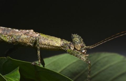 Stick Insect, Phasmid - Loxopsis conocephala Female Phasmid of the species Loxopsis conocephala.
She has a conical shaped head that is granulated.

Close-up picture of her face can be seen here :

https://www.jungledragon.com/image/44750/the_alien.html
 Geotagged,Loxopsis conocephala,Malaysia,Phasmid,Stick Insect,Summer