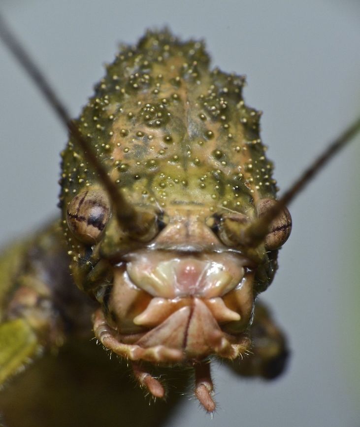 The Alien This is the close-up picture of the face of female Phasmid - Loxopsis conocephala.<br />
<br />
Picture of the insect can be seen here :<br />
<br />
<figure class="photo"><a href="https://www.jungledragon.com/image/44749/stick_insect_phasmid_-_loxopsis_conocephala.html" title="Stick Insect, Phasmid - Loxopsis conocephala"><img src="https://s3.amazonaws.com/media.jungledragon.com/images/2994/44749_thumb.jpg?AWSAccessKeyId=05GMT0V3GWVNE7GGM1R2&Expires=1759968010&Signature=Eb9pxsJ%2Br%2B85C3LrgtGNv2ES478%3D" width="200" height="130" alt="Stick Insect, Phasmid - Loxopsis conocephala Female Phasmid of the species Loxopsis conocephala.<br />
She has a conical shaped head that is granulated.<br />
<br />
Close-up picture of her face can be seen here :<br />
<br />
https://www.jungledragon.com/image/44750/the_alien.html<br />
 Geotagged,Loxopsis conocephala,Malaysia,Phasmid,Stick Insect,Summer" /></a></figure><br />
 Geotagged,Loxopsis conocephala,Malaysia,Phasmid,Stick Insect,Summer