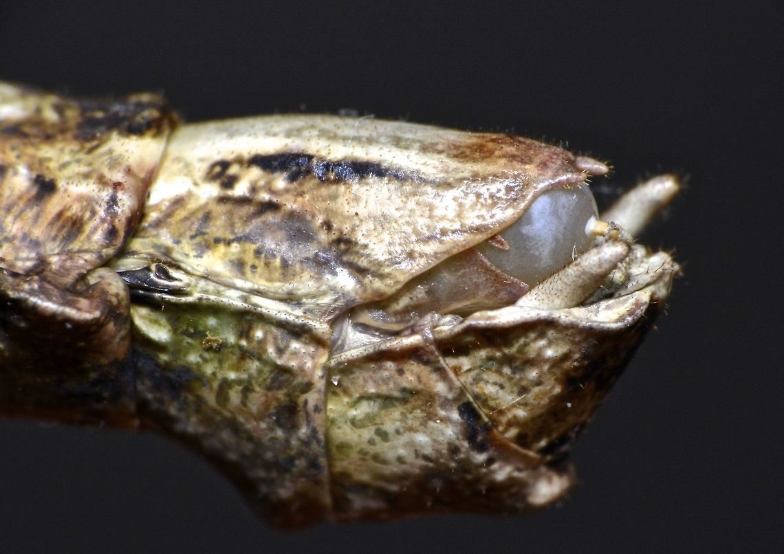 Carrying an Egg This is the end of abdomen of the Female Phasmid - Loxopsis conocephala.<br />
She is carrying an Egg.  The bottom of the egg is a 'pin-like' structure which she uses to pin it to subtrate or leafs.<br />
<br />
Picture of the insect can be seen here :<br />
<br />
<figure class="photo"><a href="https://www.jungledragon.com/image/44749/stick_insect_phasmid_-_loxopsis_conocephala.html" title="Stick Insect, Phasmid - Loxopsis conocephala"><img src="https://s3.amazonaws.com/media.jungledragon.com/images/2994/44749_thumb.jpg?AWSAccessKeyId=05GMT0V3GWVNE7GGM1R2&Expires=1769040010&Signature=8iHLVLhNM7idL5NnU1ufcoFy%2B2k%3D" width="200" height="130" alt="Stick Insect, Phasmid - Loxopsis conocephala Female Phasmid of the species Loxopsis conocephala.<br />
She has a conical shaped head that is granulated.<br />
<br />
Close-up picture of her face can be seen here :<br />
<br />
https://www.jungledragon.com/image/44750/the_alien.html<br />
 Geotagged,Loxopsis conocephala,Malaysia,Phasmid,Stick Insect,Summer" /></a></figure><br />
 Egg,Geotagged,Loxopsis conocephala,Malaysia,Phasmid,Stick Insect,Summer