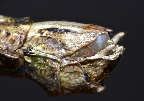 Carrying an Egg This is the end of abdomen of the Female Phasmid - Loxopsis conocephala.
She is carrying an Egg.  The bottom of the egg is a 'pin-like' structure which she uses to pin it to subtrate or leafs.

Picture of the insect can be seen here :

https://www.jungledragon.com/image/44749/stick_insect_phasmid_-_loxopsis_conocephala.html
 Egg,Geotagged,Loxopsis conocephala,Malaysia,Phasmid,Stick Insect,Summer