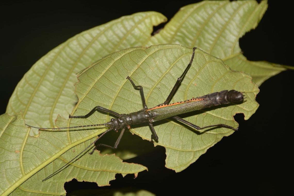 Stick Insect, Phasmid - Orthomeria superba This is a female Phasmid - Orthomeria superba.<br />
She has green wings with yellow edge and a hint of blue (not seen in this picture).  The body is mostly either all black or dark brown in colour.<br />
This species are from the family of Aschiphasmatidae and they are capable of &#039;spraying&#039; from the glands behind their head, as a defensive mechanism.  This &#039;spray&#039; may cause irritation to the eyes, which is probably their way to thwarts their predators.<br />
<br />
The Male of this species can be seen here :<br />
<br />
<figure class="photo"><a href="https://www.jungledragon.com/image/42792/stick_insect_phasmdi_-_orthomeria_superba.html" title="Stick Insect, Phasmdi - Orthomeria superba"><img src="https://s3.amazonaws.com/media.jungledragon.com/images/2994/42792_thumb.jpg?AWSAccessKeyId=05GMT0V3GWVNE7GGM1R2&Expires=1767225610&Signature=X1HoCEIYgUrw%2BLkyqwNmcK4CeyM%3D" width="200" height="134" alt="Stick Insect, Phasmdi - Orthomeria superba This is the Male of Stick Insect, Phasmid - Orthomeria superba.<br />
He has full wings, capable of flights. The wings are green, yellow and blue in colour. Borneo,Geotagged,Malaysia,Orthomeria superba,Sarawak,Summer,orthomeria,phasmid,stick insect" /></a></figure><br />
 Geotagged,Malaysia,Orthomeria superba,Phasmid,Sarawak,Stick Insect,Summer