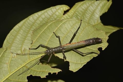 Stick Insect, Phasmid - Orthomeria superba This is a female Phasmid - Orthomeria superba.
She has green wings with yellow edge and a hint of blue (not seen in this picture).  The body is mostly either all black or dark brown in colour.
This species are from the family of Aschiphasmatidae and they are capable of 'spraying' from the glands behind their head, as a defensive mechanism.  This 'spray' may cause irritation to the eyes, which is probably their way to thwarts their predators.

The Male of this species can be seen here :

https://www.jungledragon.com/image/42792/stick_insect_phasmdi_-_orthomeria_superba.html
 Geotagged,Malaysia,Orthomeria superba,Phasmid,Sarawak,Stick Insect,Summer