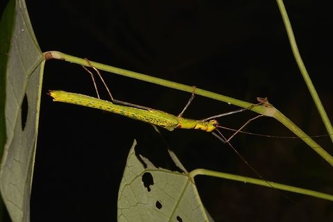 Stick Insect, Phasmid - Calvisia (Viridocalvisia) marmorata This is a female Phasmid - Calvisia (Viridocalvisia) marmorata, very bright yellow colour with spots of blue and green on her wings and a single red spot at the end of her thorax. Calvisia (Viridocalvisia) marmorata,Geotagged,Malaysia,Phasmid,Sarawak,Stick Insect,Summer