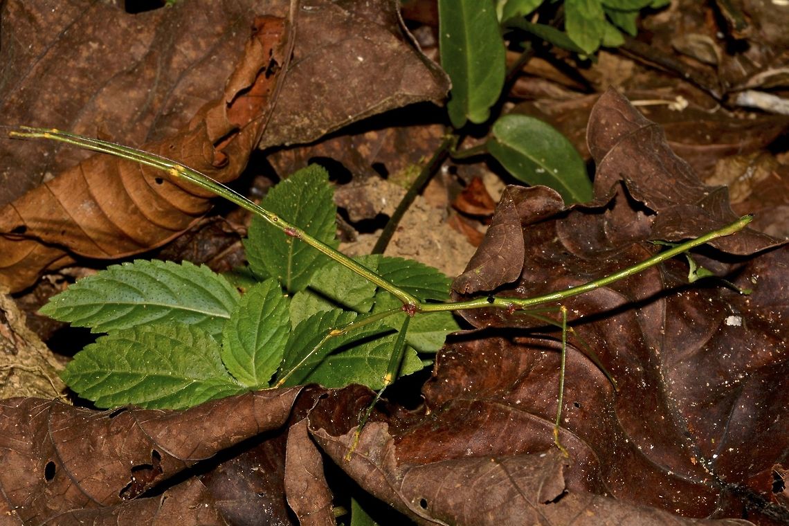 Stick Insect, Phasmid - Staelonchodes amaurops This is a Male Phasmid - Staelonchodes amaurops.  This is a new revision form the previous name of Lonchodes amaurops.<br />
<br />
His body is all green in colour with red joints in the legs. Geotagged,Malaysia,Phasmid,Staelonchodes amaurops,Staeloncodes amaurops,Stick Insect,Summer