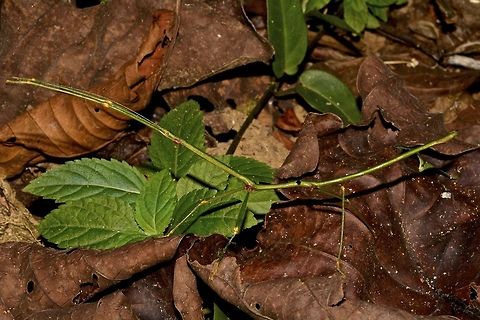 Stick Insect, Phasmid - Staelonchodes amaurops This is a Male Phasmid - Staelonchodes amaurops.  This is a new revision form the previous name of Lonchodes amaurops.

His body is all green in colour with red joints in the legs. Geotagged,Malaysia,Phasmid,Staelonchodes amaurops,Staeloncodes amaurops,Stick Insect,Summer
