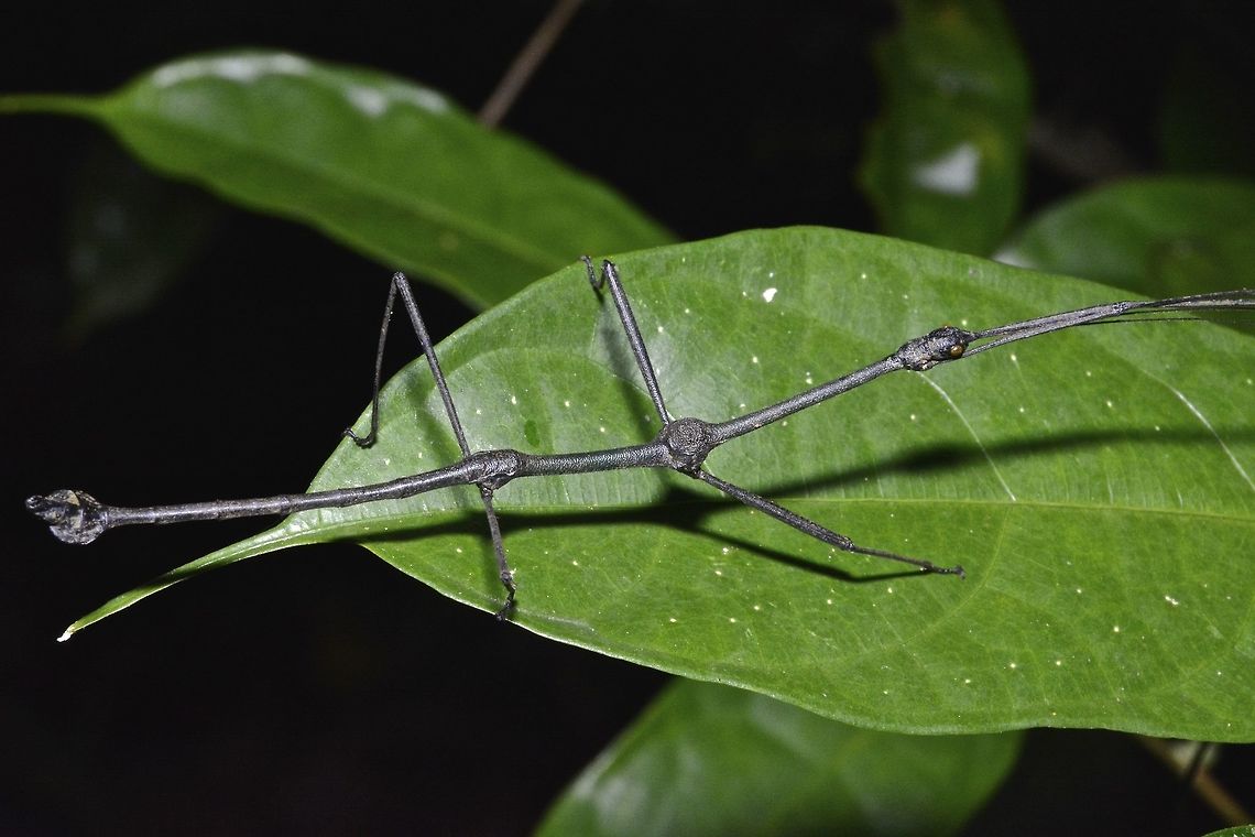 Stick Insect, Phasmid - Lonchodes mirabilis This is the male Phasmid of Lonchodes mirabilis, its a rare black form. Geotagged,Lonchodes mirabilis,Malaysia,Phasmid,Sarawak,Stick Insect,Summer