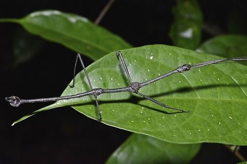Stick Insect, Phasmid - Lonchodes mirabilis This is the male Phasmid of Lonchodes mirabilis, its a rare black form. Geotagged,Lonchodes mirabilis,Malaysia,Phasmid,Sarawak,Stick Insect,Summer