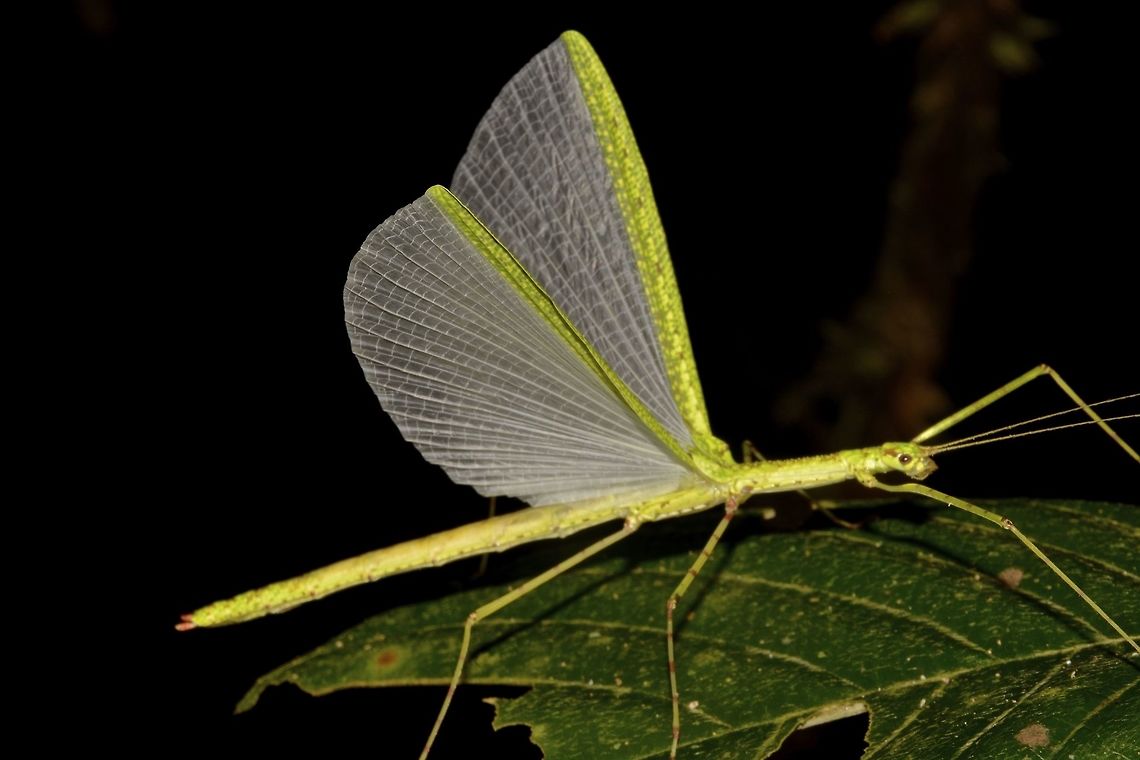 Stick Insect, Phasmid - Necroscia punctata This is a female Phasmid - Necroscia punctata, brighly yellow/green colour with her wings spread out in a defensive stand. Geotagged,Malaysia,Necroscia punctata,Phasmid,Sarawak,Stick Insect,Summer