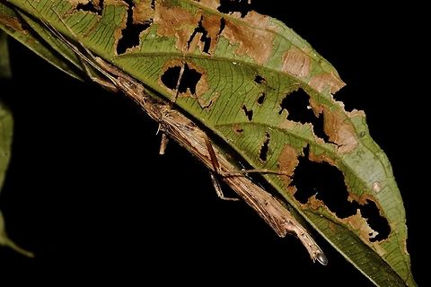 Stick Insect, Phasmid - Kerabistus (Rhadinobistus) marginatus This is a female Phasmid - Kerabistus (Rhadinobistus) marginatus.
Its a small species, around 5-6cm in size, mostly all brown in colours. 
She is carrying an egg.
Close-up picture of the egg can be seen here :

https://www.jungledragon.com/image/44761/carrying_an_egg.html
 Geotagged,Kerabistus (Rhadnobistus) marginatus,Kerabistus marginatus,Malaysia,Phasmid,Sarawak,Stick Insect,Summer