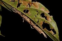 Stick Insect, Phasmid - Kerabistus (Rhadinobistus) marginatus This is a female Phasmid - Kerabistus (Rhadinobistus) marginatus.<br />
Its a small species, around 5-6cm in size, mostly all brown in colours. <br />
She is carrying an egg.<br />
Close-up picture of the egg can be seen here :<br />
<br />
https://www.jungledragon.com/image/44761/carrying_an_egg.html<br />
 Geotagged,Kerabistus (Rhadnobistus) marginatus,Kerabistus marginatus,Malaysia,Phasmid,Sarawak,Stick Insect,Summer