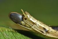Carrying an Egg This is the close-up of female Phasmid - Kerabistus (Rhadinobistus) marginatus, carrying an egg.<br />
<br />
Picture of the whole insect can be seen here :<br />
<br />
https://www.jungledragon.com/image/44760/stick_insect_phasmid_-_kerabistus_rhadinobistus_marginatus.html<br />
<br />
 Egg,Geotagged,Kerabistus (Rhadinobistus) marginatus,Kerabistus marginatus,Malaysia,Phasmid,Sarawak,Stick Insect,Summer