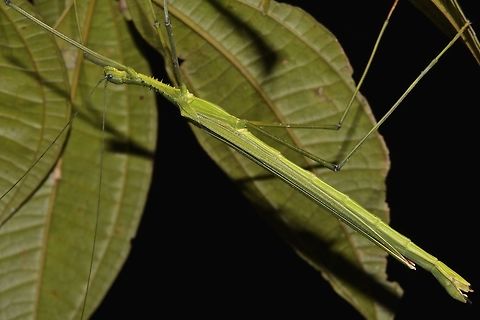 Stick Insect, Phasmid - Gargantuiodea phaetusa This is a female Phasmid - Gargantuoidea phaetusa, quite a large species, around 10-11 cm in size with full wings and capable of flight.  She has spines on her narrow thorax. Gargantuiodea phaetusa,Gargantuoidea phaetusa,Geotagged,Malaysia,Phasmid,Sarawak,Stick Insect,Summer