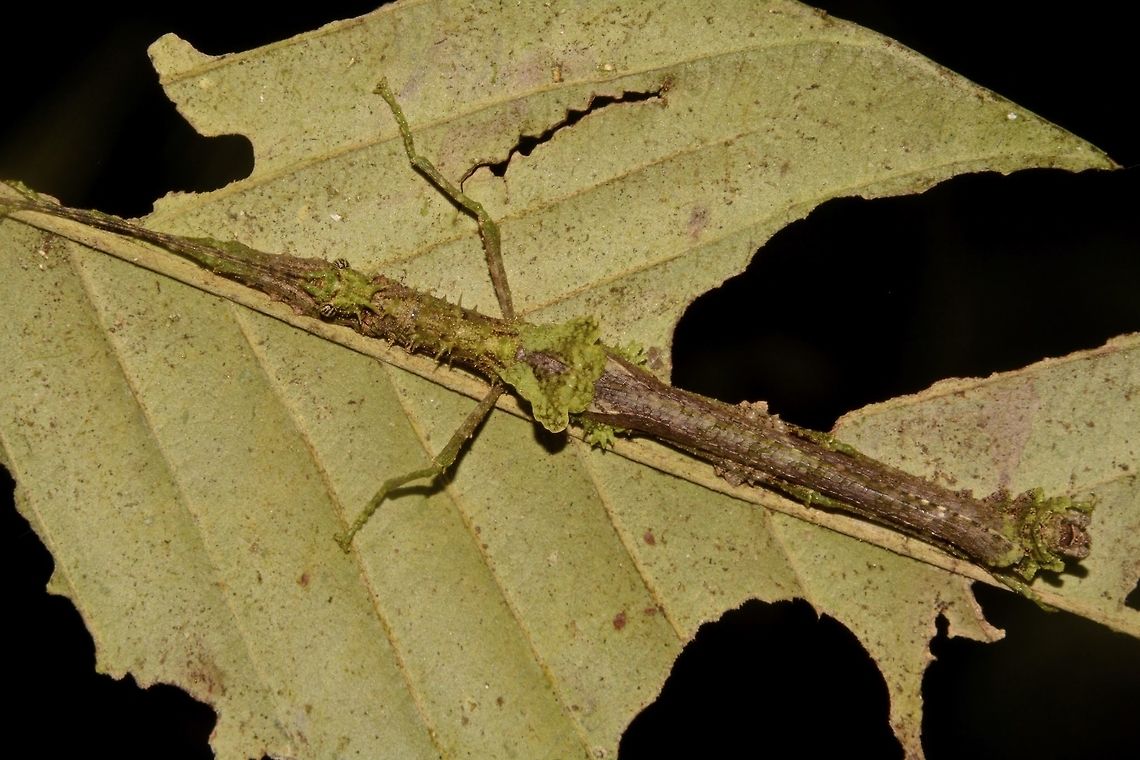 Stick Insect, Phasmid - Neoclides laceratus This is a male Phasmid of the species Neoclides laceratus.<br />
They have spines on their head and thorax with mossy appendages on various parts of the body.<br />
The tegmina of the wings is of odd-shape and mossy look.<br />
They are highly camouflaged when they are resting on tree trunks covered with moss. Geotagged,Malaysia,Neoclides laceratus,Phasmid,Rhitymna pinangensis,Sarawak,Stick Insect,Summer