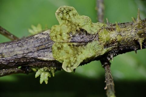 Mossy Wing Covers This is the close-up picture of the tegmina of a male Phasmid of the species Neoclides laceratus.  It is oddly shaped.
Can also be seen in the picture is some moss-like appendages on the side of his wings and the spiny thorax.

Picture of the whole insect can be seen here :

https://www.jungledragon.com/image/44768/stick_insect_phasmid_-_neoclides_laceratus.html

 Geotagged,Malaysia,Neoclides laceratus,Phasmid,Sarawak,Stick Insect,Summer