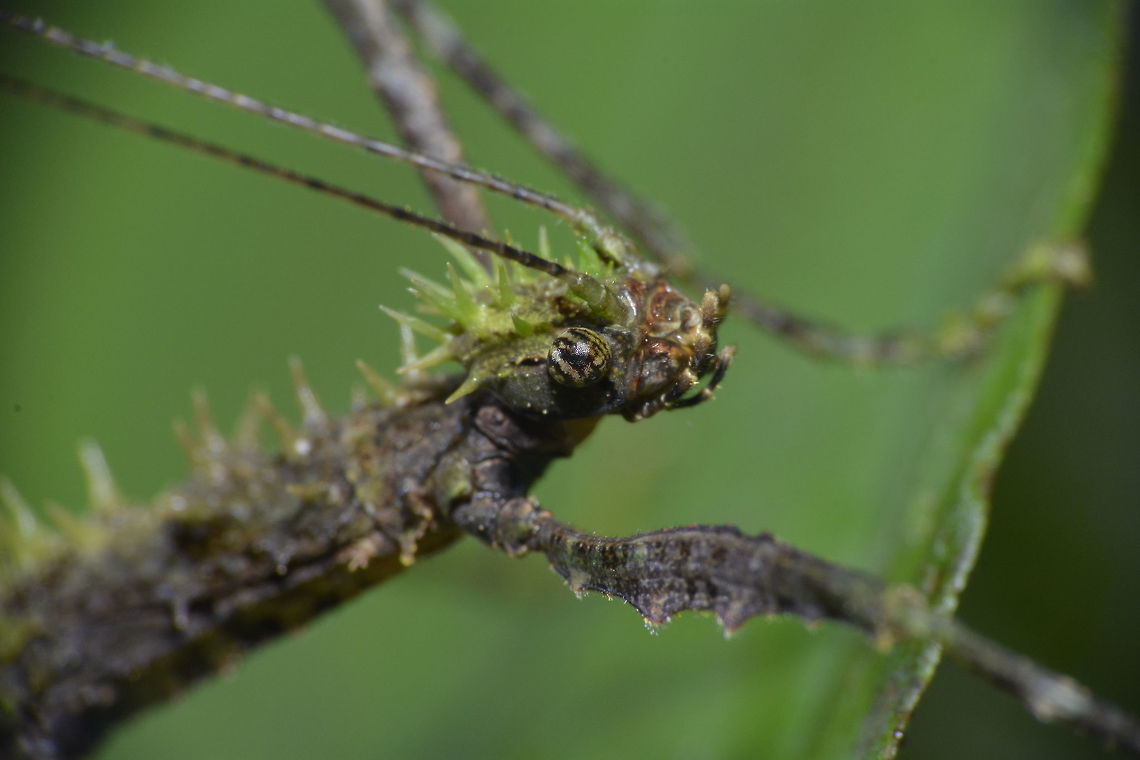 Spiny Face This is the close-up face of male Phasmid of the species Neoclides laceraturs.<br />
He has relatively small haed with lots of big spines relative to the size of the head.<br />
<br />
Picture of the whole insect can be seen here :<br />
<br />
<figure class="photo"><a href="https://www.jungledragon.com/image/44768/stick_insect_phasmid_-_neoclides_laceratus.html" title="Stick Insect, Phasmid - Neoclides laceratus"><img src="https://s3.amazonaws.com/media.jungledragon.com/images/2994/44768_thumb.jpg?AWSAccessKeyId=05GMT0V3GWVNE7GGM1R2&Expires=1759968010&Signature=FkOeQgi5yF6%2BEbaPtDjxsduH8aU%3D" width="200" height="134" alt="Stick Insect, Phasmid - Neoclides laceratus This is a male Phasmid of the species Neoclides laceratus.<br />
They have spines on their head and thorax with mossy appendages on various parts of the body.<br />
The tegmina of the wings is of odd-shape and mossy look.<br />
They are highly camouflaged when they are resting on tree trunks covered with moss. Geotagged,Malaysia,Neoclides laceratus,Phasmid,Rhitymna pinangensis,Sarawak,Stick Insect,Summer" /></a></figure><br />
 Geotagged,Malaysia,Neoclides laceratus,Phasmid,Sarawak,Stick Insect,Summer