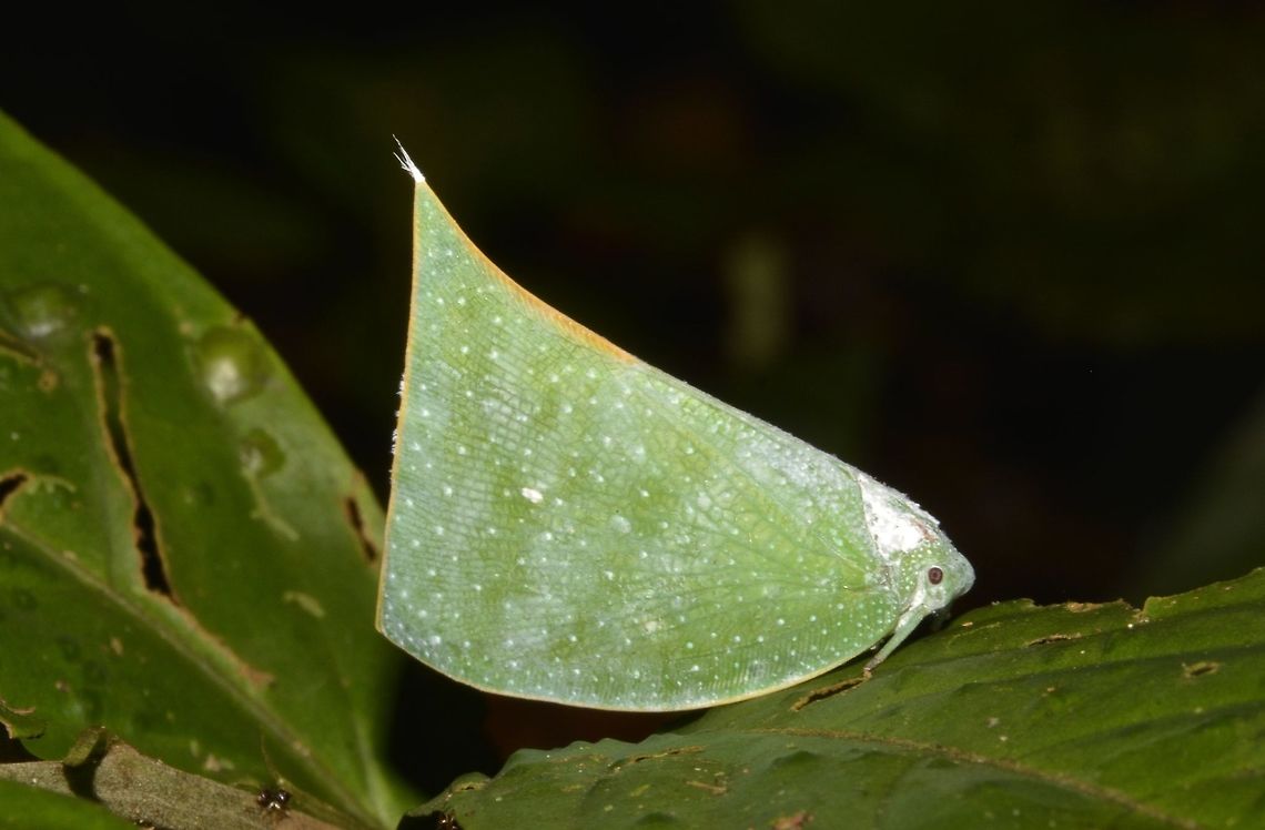 Planthopper This is a big size Planthopper, relative to a lot of other smaller/tiny ones.<br />
Almost all green in colour with white spots on the wings and yellow at the edge of the wings.<br />
<br />
For ref, synonym is Flata semanga Colobesthes falcata,Geotagged,Hopper,Malaysia,Planthopper,Sarawak,Summer