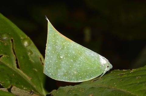 Planthopper This is a big size Planthopper, relative to a lot of other smaller/tiny ones.
Almost all green in colour with white spots on the wings and yellow at the edge of the wings.

For ref, synonym is Flata semanga Colobesthes falcata,Geotagged,Hopper,Malaysia,Planthopper,Sarawak,Summer