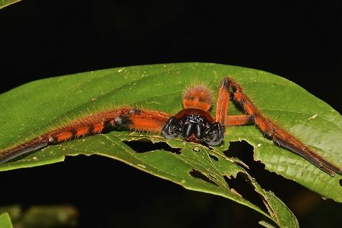 Rhitymna pinangensis