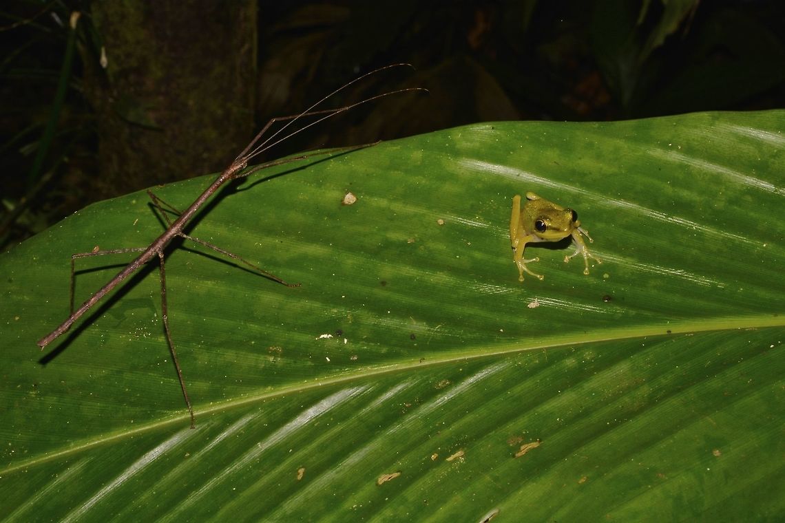 Stick meets Kermit This Spotting is not for the species but fun to show a small Phasmid (around 3 cm in length) resting on the same leaf as a baby frog. Frog,Geotagged,Malaysia,Sarawak,Stick Insect,Summer