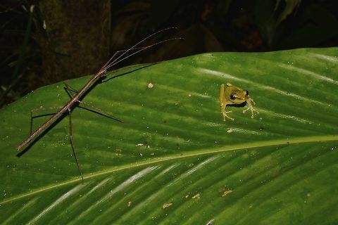 Stick meets Kermit This Spotting is not for the species but fun to show a small Phasmid (around 3 cm in length) resting on the same leaf as a baby frog. Frog,Geotagged,Malaysia,Sarawak,Stick Insect,Summer
