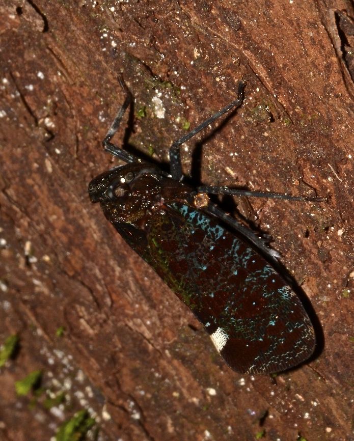 Fulgorid Planthopper - Penthicodes bimaculata This is a Fulgorid Planthopper of the species Penthicodes bimaculata. Fulgorid Planthopper,Geotagged,Malaysia,Penthicodes bimaculata,Sarawak,Summer,planthopper