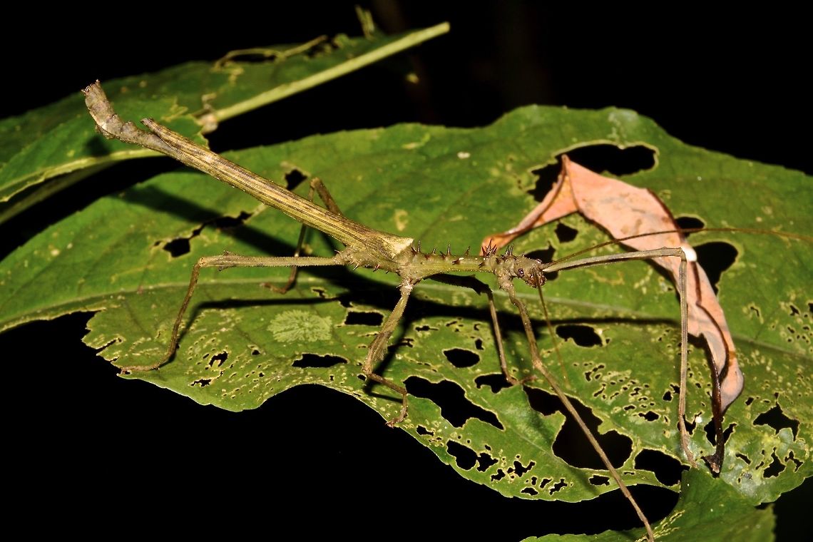 Stick Insect, Phasmid - Centrophasma longipennis This is a male Phasmid from the species Centrophasma longipennis.<br />
It is a large size Phasmid, long and slender and lots of spines on the thorax. Centrophasma longipennis,Geotagged,Malaysia,Phasmid,Sarawak,Stick Insect,Summer