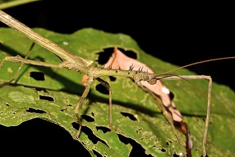 Stick Insect, Phasmid - Centrophasma longipennis This is the close-up of the the male Phasmid, Centrophasa longipennis showing the spines on his thorax. Centrophasma longipennis,Geotagged,Malaysia,Phasmid,Sarawak,Stick Insect,Summer