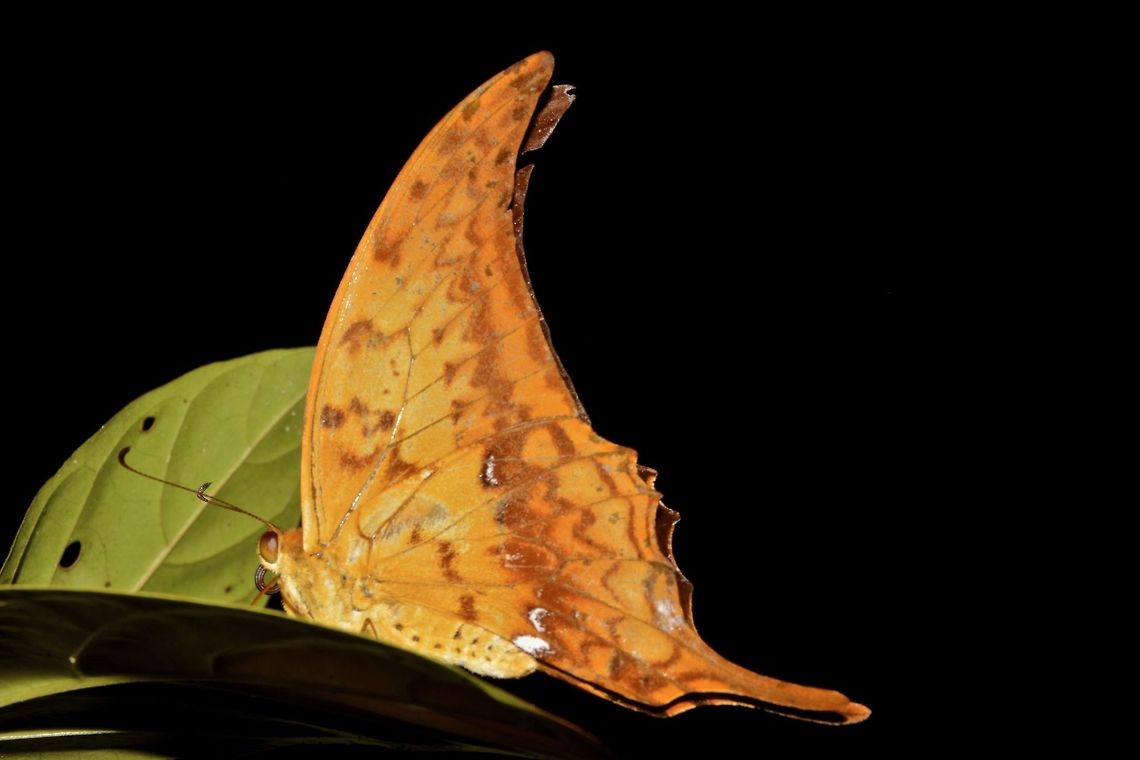 Yellow Gorgon Butterfly  Butterfly,Geotagged,Malaysia,Meandrusa payeni,Sarawak,Summer,Yellow gorgon