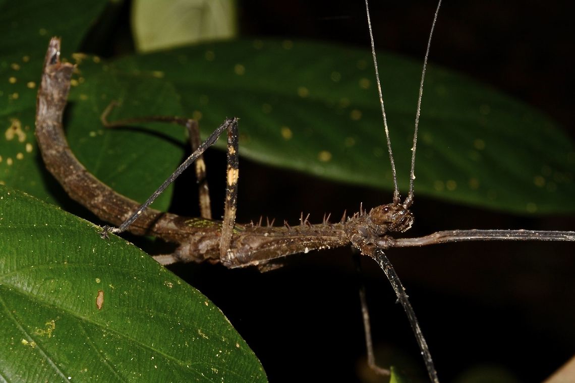 Stick Insect, Phasmid - Diesbachia hellotis This is the female Phasmid, Diesbachia hellotis.<br />
She has big spines on her thorax and short false wings. Diesbachia hellotis,Geotagged,Malaysia,Phasmid,Sarawak,Stick Insect,Summer