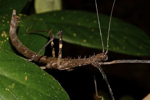 Stick Insect, Phasmid - Diesbachia hellotis This is the female Phasmid, Diesbachia hellotis.
She has big spines on her thorax and short false wings. Diesbachia hellotis,Geotagged,Malaysia,Phasmid,Sarawak,Stick Insect,Summer
