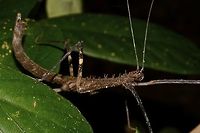 Stick Insect, Phasmid - Diesbachia hellotis This is the female Phasmid, Diesbachia hellotis.<br />
She has big spines on her thorax and short false wings. Diesbachia hellotis,Geotagged,Malaysia,Phasmid,Sarawak,Stick Insect,Summer
