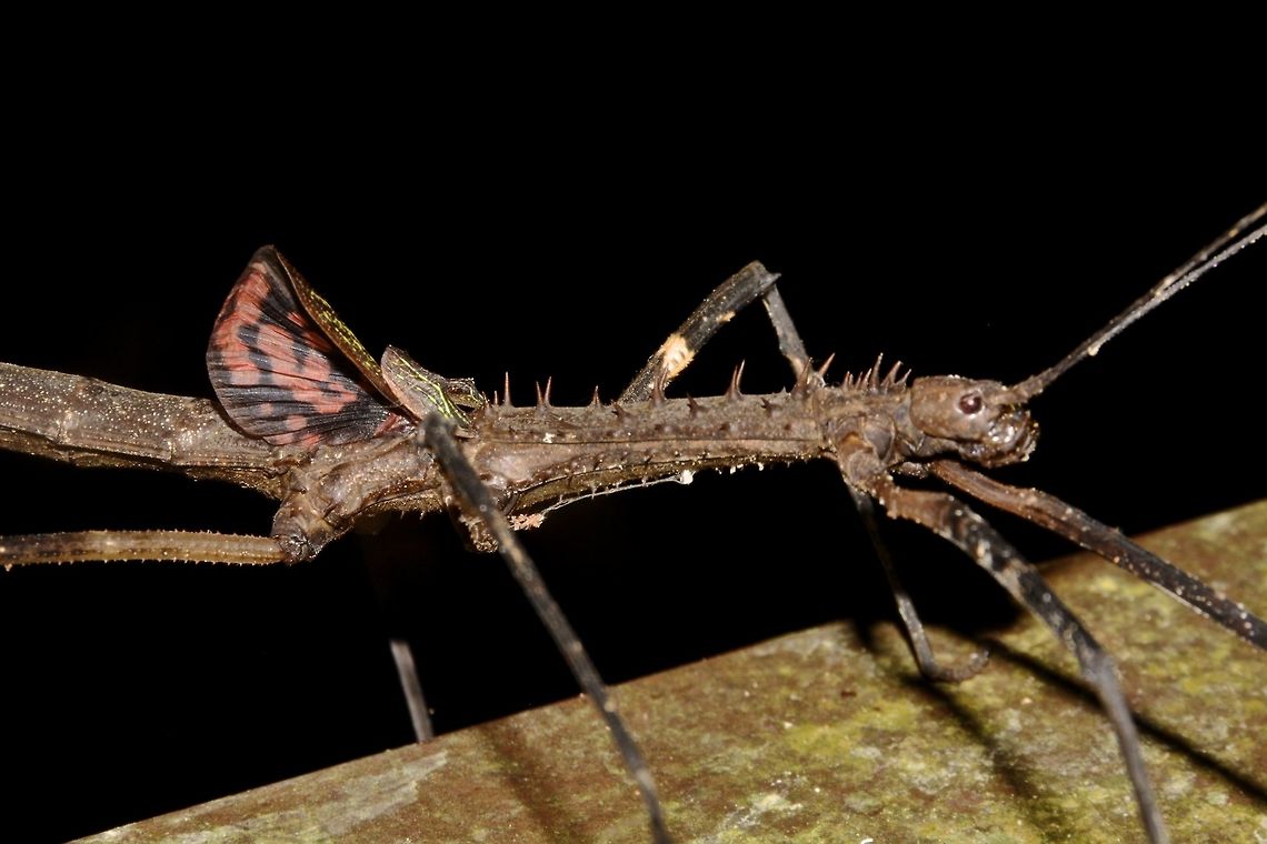 False Wings This is a close-up of the female Phasmid, Diesbachia hellotis flashing her small/false wings in a defensive stand.<br />
<br />
Picture of the whole insect can be seen here :<br />
<br />
<figure class="photo"><a href="https://www.jungledragon.com/image/44780/stick_insect_phasmid_-_diesbachia_hellotis.html" title="Stick Insect, Phasmid - Diesbachia hellotis"><img src="https://s3.amazonaws.com/media.jungledragon.com/images/2994/44780_thumb.jpg?AWSAccessKeyId=05GMT0V3GWVNE7GGM1R2&Expires=1763596810&Signature=OLAcWToEd9WlVOqomAUWIQQVtso%3D" width="200" height="134" alt="Stick Insect, Phasmid - Diesbachia hellotis This is the female Phasmid, Diesbachia hellotis.<br />
She has big spines on her thorax and short false wings. Diesbachia hellotis,Geotagged,Malaysia,Phasmid,Sarawak,Stick Insect,Summer" /></a></figure><br />
<br />
Picture of male can be seen here :<br />
<br />
<figure class="photo"><a href="https://www.jungledragon.com/image/50343/im_a_dragon.html" title="I&#039;m a Dragon!"><img src="https://s3.amazonaws.com/media.jungledragon.com/images/2994/50343_thumb.jpg?AWSAccessKeyId=05GMT0V3GWVNE7GGM1R2&Expires=1763596810&Signature=MBtsGRUJYM5rGXjJQgbikZdCBbA%3D" width="200" height="150" alt="I&#039;m a Dragon! This is a male Phasmid of the species Diesbachia hellotis.  The male as full wings and capable of short flights.<br />
Membrane of the wings are pinkish/reddish with black markings.  He flashes his wings as false alarms.<br />
Fairly large Phasmid, highly spiny especially on the thorax.<br />
<br />
Females of this species has small false wings. Picture of her can be seen here :<br />
<br />
https://www.jungledragon.com/image/44781/false_wings.html Diesbachia hellotis,Geotagged,Kubah,Malaysia,Phasmid,Sarawak,Spring,Stick Insect" /></a></figure><br />
 Diesbachia hellotis,Geotagged,Malaysia,Phasmid,Sarawak,Stick Insect,Summer