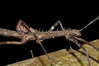 False Wings This is a close-up of the female Phasmid, Diesbachia hellotis flashing her small/false wings in a defensive stand.<br />
<br />
Picture of the whole insect can be seen here :<br />
<br />
https://www.jungledragon.com/image/44780/stick_insect_phasmid_-_diesbachia_hellotis.html<br />
<br />
Picture of male can be seen here :<br />
<br />
https://www.jungledragon.com/image/50343/im_a_dragon.html<br />
 Diesbachia hellotis,Geotagged,Malaysia,Phasmid,Sarawak,Stick Insect,Summer