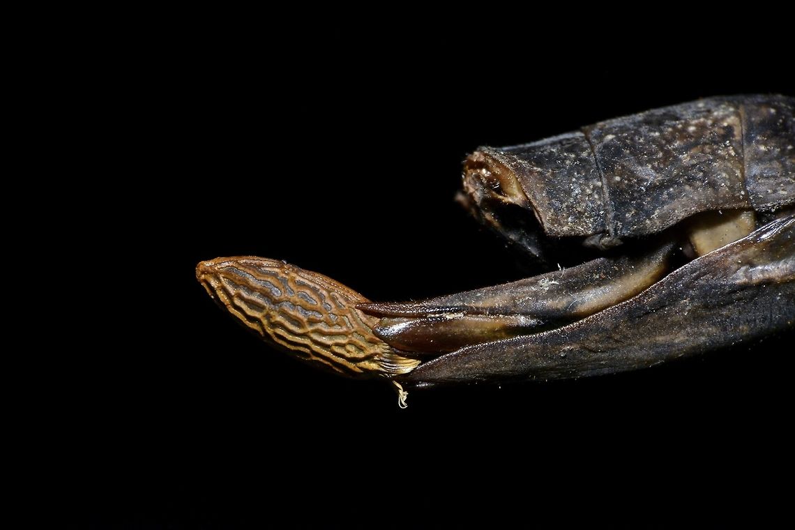 Bullet Egg This is how the female Phasmid, Diesbachia hellotis carries her egg.<br />
The eggs is referred to as &#039;bullet shape&#039; which she will drill into the substrate.<br />
<br />
Picture of the whole insect can be seen here :<br />
<br />
<figure class="photo"><a href="https://www.jungledragon.com/image/44780/stick_insect_phasmid_-_diesbachia_hellotis.html" title="Stick Insect, Phasmid - Diesbachia hellotis"><img src="https://s3.amazonaws.com/media.jungledragon.com/images/2994/44780_thumb.jpg?AWSAccessKeyId=05GMT0V3GWVNE7GGM1R2&Expires=1759968010&Signature=24akX%2BjlePiPURChGKtMm%2Fnlp0U%3D" width="200" height="134" alt="Stick Insect, Phasmid - Diesbachia hellotis This is the female Phasmid, Diesbachia hellotis.<br />
She has big spines on her thorax and short false wings. Diesbachia hellotis,Geotagged,Malaysia,Phasmid,Sarawak,Stick Insect,Summer" /></a></figure><br />
 Diesbachia hellotis,Egg,Geotagged,Malaysia,Phasmid,Sarawak,Stick Insect,Summer