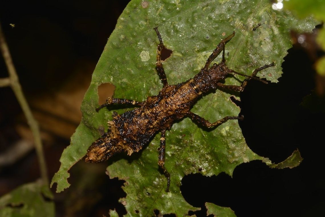 Stick Insect, Phasmid - Dares validispinus This is a Female Phasmid, Dares vilidispinus.<br />
Its a small and chubby species, with the abdomen widening towards the middle before narrowing at the end. Dares validispinus,Geotagged,Malaysia,Phasmid,Sarawak,Stick Insect,Summer