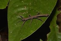 Stick Insect, Phasmid - Pylaemenes borneensis This is a Male Phasmid, Pylaemenes borneensis.<br />
It is a small species.  The genus name relates to the 'crown' like appendages on their head.<br />
Female of this species can be seen here :<br />
<br />
https://www.jungledragon.com/image/44785/stick_insect_phasmid_-_pylaemenes_borneensis.html<br />
 Geotagged,Malaysia,Phasmid,Pylaemenes borneensis,Sarawak,Stick Insect,Summer