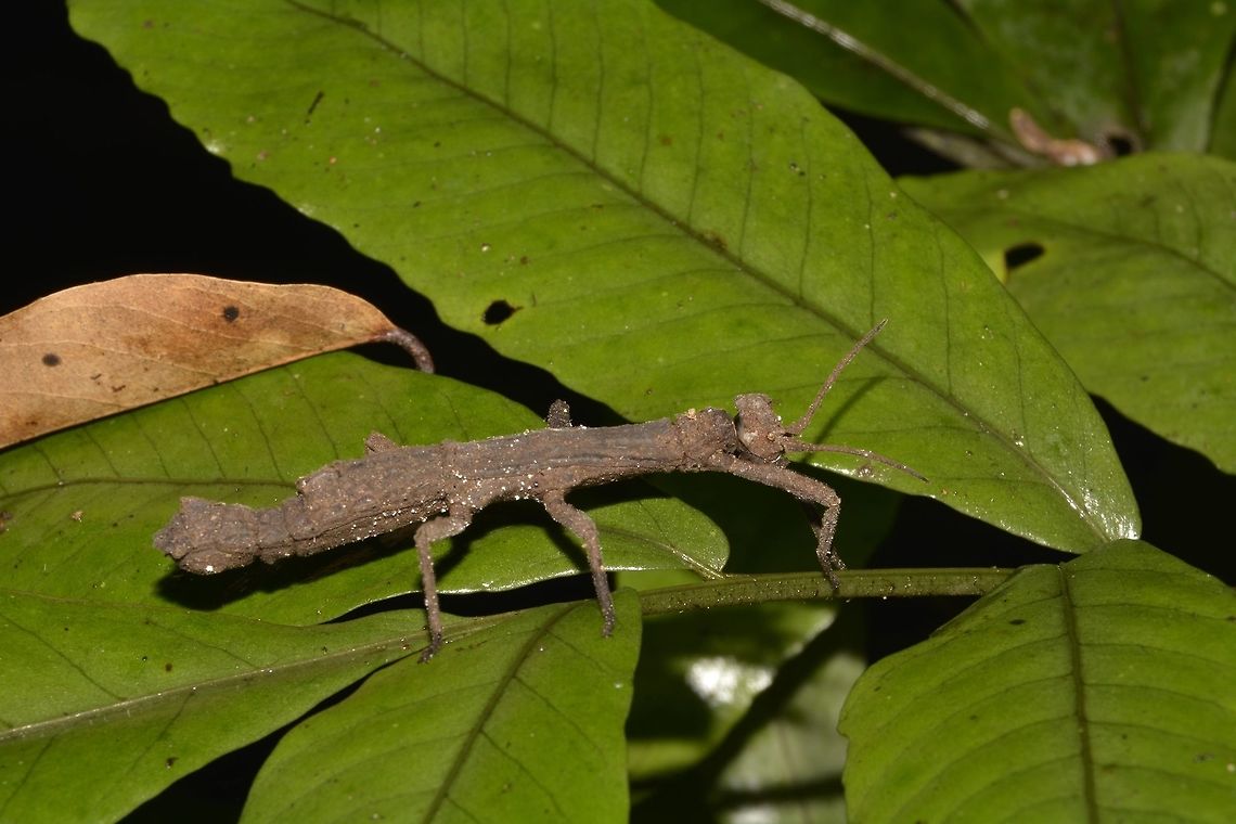Stick Insect, Phasmid - Pylaemenes borneensis This is a Female Phasmid, Pylaemenes borneensis.<br />
It is a small species. The genus name relates to the 'crown' like appendages on their head.<br />
Male of this species cane be seen here :<br />
<br />
<figure class="photo"><a href="https://www.jungledragon.com/image/44784/stick_insect_phasmid_-_pylaemenes_borneensis.html" title="Stick Insect, Phasmid - Pylaemenes borneensis"><img src="https://s3.amazonaws.com/media.jungledragon.com/images/2994/44784_thumb.jpg?AWSAccessKeyId=05GMT0V3GWVNE7GGM1R2&Expires=1769040010&Signature=hbrCXPBHDReNMOqV7nG8v64f0PU%3D" width="200" height="134" alt="Stick Insect, Phasmid - Pylaemenes borneensis This is a Male Phasmid, Pylaemenes borneensis.<br />
It is a small species.  The genus name relates to the 'crown' like appendages on their head.<br />
Female of this species can be seen here :<br />
<br />
https://www.jungledragon.com/image/44785/stick_insect_phasmid_-_pylaemenes_borneensis.html<br />
 Geotagged,Malaysia,Phasmid,Pylaemenes borneensis,Sarawak,Stick Insect,Summer" /></a></figure><br />
 Geotagged,Malaysia,Phasmid,Pylaemenes borneensis,Sarawak,Stick Insect,Summer