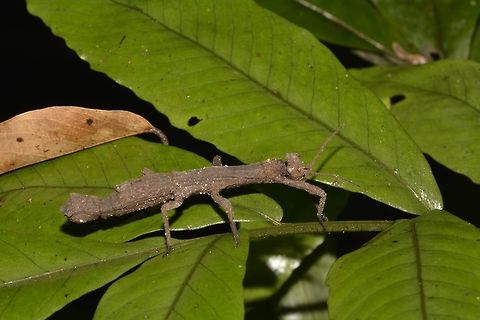 Stick Insect, Phasmid - Pylaemenes borneensis This is a Female Phasmid, Pylaemenes borneensis.
It is a small species. The genus name relates to the 'crown' like appendages on their head.
Male of this species cane be seen here :

https://www.jungledragon.com/image/44784/stick_insect_phasmid_-_pylaemenes_borneensis.html
 Geotagged,Malaysia,Phasmid,Pylaemenes borneensis,Sarawak,Stick Insect,Summer