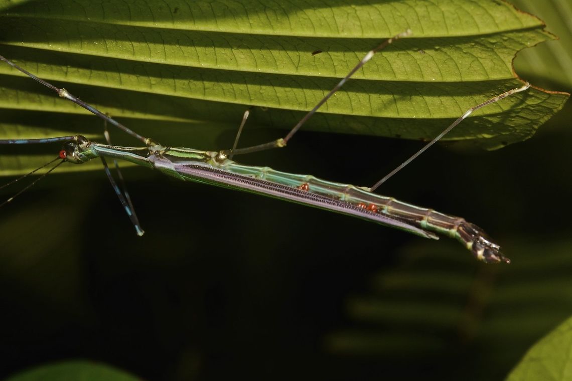 Stick Insect, Phasmid - Orthonecroscia laeta This is a female Phasmid of the species Orthonecroscia laeta.  She is bright green in colour with lateral bands of purple on her wings.<br />
The 3 red spots between her wings and abdomen are ticks/parasites.<br />
<br />
Male of this species can be seen here :<br />
<br />
<figure class="photo"><a href="https://www.jungledragon.com/image/44793/stick_insect_phasmid_-_orthonecroscia_laeta.html" title="Stick Insect, Phasmid - Orthonecroscia laeta"><img src="https://s3.amazonaws.com/media.jungledragon.com/images/2994/44793_thumb.jpg?AWSAccessKeyId=05GMT0V3GWVNE7GGM1R2&Expires=1767225610&Signature=4Y1RYu%2B4R63x2ZblfNE17WRnnEw%3D" width="200" height="134" alt="Stick Insect, Phasmid - Orthonecroscia laeta This is a Male Phasmid of the species Orthonecroscia laeta.<br />
He has striking purple coloured wings.<br />
<br />
Female of this species can be seen here :<br />
<br />
https://www.jungledragon.com/image/44786/stick_insect_phasmid_-_orthonecroscia_laeta.html<br />
 Geotagged,Malaysia,Orthonecroscia laeta,Phasmid,Sarawak,Stick Insect,Summer" /></a></figure><br />
 Geotagged,Malaysia,Orthonecroscia laeta,Phasmid,Sarawak,Stick Insect,Summer
