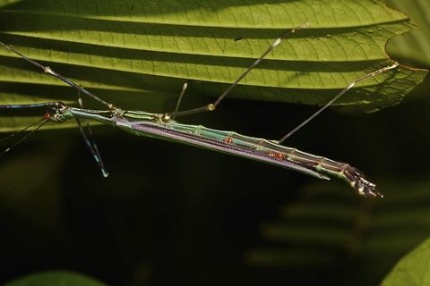 Stick Insect, Phasmid - Orthonecroscia laeta This is a female Phasmid of the species Orthonecroscia laeta.  She is bright green in colour with lateral bands of purple on her wings.
The 3 red spots between her wings and abdomen are ticks/parasites.

Male of this species can be seen here :

https://www.jungledragon.com/image/44793/stick_insect_phasmid_-_orthonecroscia_laeta.html
 Geotagged,Malaysia,Orthonecroscia laeta,Phasmid,Sarawak,Stick Insect,Summer