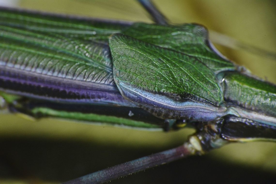 Green & Purple This is a close-up of the tegmina of female Phasmid, Orthonecroscia laeta showing the purple colouration on her wings.<br />
<br />
Picture of the whole insect can be seen here :<br />
<br />
<figure class="photo"><a href="https://www.jungledragon.com/image/44786/stick_insect_phasmid_-_orthonecroscia_laeta.html" title="Stick Insect, Phasmid - Orthonecroscia laeta"><img src="https://s3.amazonaws.com/media.jungledragon.com/images/2994/44786_thumb.jpg?AWSAccessKeyId=05GMT0V3GWVNE7GGM1R2&Expires=1759968010&Signature=m2v8Oyj3Bf9BIcDxnfUm0OgYsLw%3D" width="200" height="134" alt="Stick Insect, Phasmid - Orthonecroscia laeta This is a female Phasmid of the species Orthonecroscia laeta.  She is bright green in colour with lateral bands of purple on her wings.<br />
The 3 red spots between her wings and abdomen are ticks/parasites.<br />
<br />
Male of this species can be seen here :<br />
<br />
https://www.jungledragon.com/image/44793/stick_insect_phasmid_-_orthonecroscia_laeta.html<br />
 Geotagged,Malaysia,Orthonecroscia laeta,Phasmid,Sarawak,Stick Insect,Summer" /></a></figure><br />
 Geotagged,Malaysia,Orthonecroscia laeta,Phasmid,Sarawak,Stick Insect,Summer