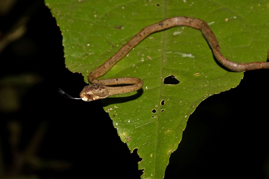 Blunt Headed Slug Snake - Aplopeltura boa This is a thin/slender snake, Blunt Headed Slug Snake - Aplopeltura boa.<br />
They looks like twigs and come out to hunt for slugs at night. Aplopeltura,Aplopeltura boa,Blunt Headed Slug Snake,Geotagged,Malaysia,Sarawak,Snake,Summer