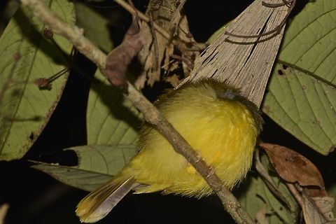 Gray Headed Canary Flycatcher This Flycatcher was seen during a night walk, sleeping. Culicicapa ceylonensis,Geotagged,Grey-headed canary-flycatcher,Malaysia,Sarawak,Summer