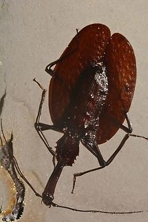 Violin Beetle This Violin Beetle - Mormolyce phyllodes was seen on the underside of a big fungi. Geotagged,Malaysia,Mormolyce phyllodes,Sarawak,Summer,Violin Beetle