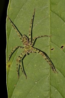 Lichen Huntsman Spider - Heteropoda boiei Beautiful Lichen Huntsman Spider - Heteropoda boiei, green in colour with bands/stripes/patches of brown on body and legs. Geotagged,Heteropoda boiei,Huntsman Spider,Lichen Huntsman Spider,Malaysia,Sarawak,Spider,Summer