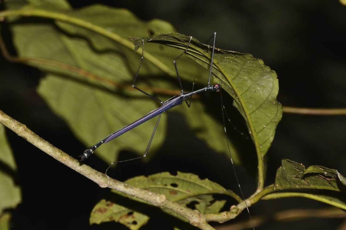 Stick Insect, Phasmid - Orthonecroscia laeta This is a Male Phasmid of the species Orthonecroscia laeta.<br />
He has striking purple coloured wings.<br />
<br />
Female of this species can be seen here :<br />
<br />
<figure class="photo"><a href="https://www.jungledragon.com/image/44786/stick_insect_phasmid_-_orthonecroscia_laeta.html" title="Stick Insect, Phasmid - Orthonecroscia laeta"><img src="https://s3.amazonaws.com/media.jungledragon.com/images/2994/44786_thumb.jpg?AWSAccessKeyId=05GMT0V3GWVNE7GGM1R2&Expires=1767225610&Signature=whbbUKkC76HxaE0zriT936qRMIg%3D" width="200" height="134" alt="Stick Insect, Phasmid - Orthonecroscia laeta This is a female Phasmid of the species Orthonecroscia laeta.  She is bright green in colour with lateral bands of purple on her wings.<br />
The 3 red spots between her wings and abdomen are ticks/parasites.<br />
<br />
Male of this species can be seen here :<br />
<br />
https://www.jungledragon.com/image/44793/stick_insect_phasmid_-_orthonecroscia_laeta.html<br />
 Geotagged,Malaysia,Orthonecroscia laeta,Phasmid,Sarawak,Stick Insect,Summer" /></a></figure><br />
 Geotagged,Malaysia,Orthonecroscia laeta,Phasmid,Sarawak,Stick Insect,Summer