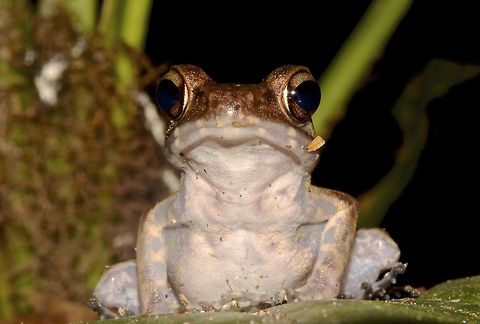 Frog  Frog,Geotagged,Hylarana glandulosa,Malaysia,Rough-sided frog,Sarawak,Summer