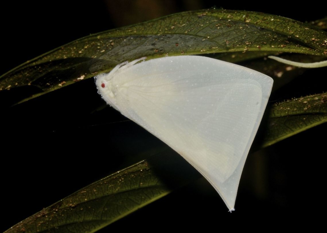 Planthopper Light yellow to almost white coloured Planthopper. Geotagged,Lawana optata,Malaysia,Planthopper,Sarawak,Summer