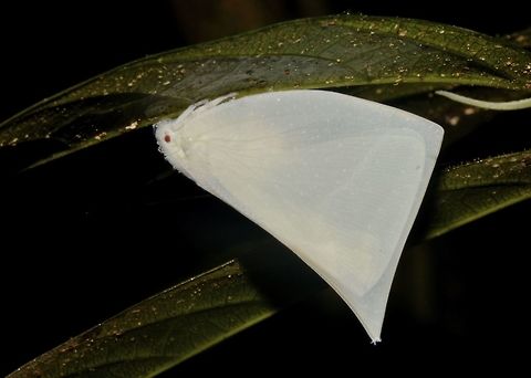 Planthopper Light yellow to almost white coloured Planthopper. Geotagged,Lawana optata,Malaysia,Planthopper,Sarawak,Summer